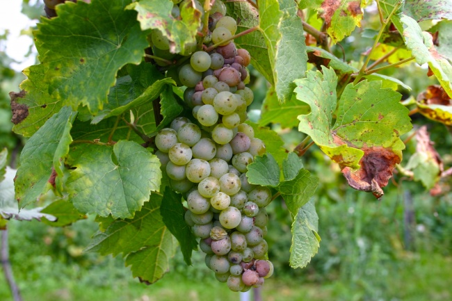 苏珊大妈摩羯座2023年3月运势详解