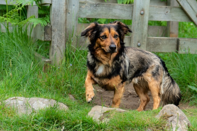 苏珊米勒 每日星座运势2.22