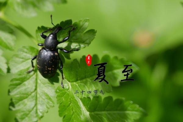 2023年4月23日可以结婚吗 今日婚嫁可否荷开并蒂五世征祥