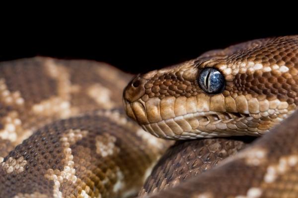 2023年4月29日结婚的黄道吉日查询 今日婚嫁可否双双丽影缔良缘