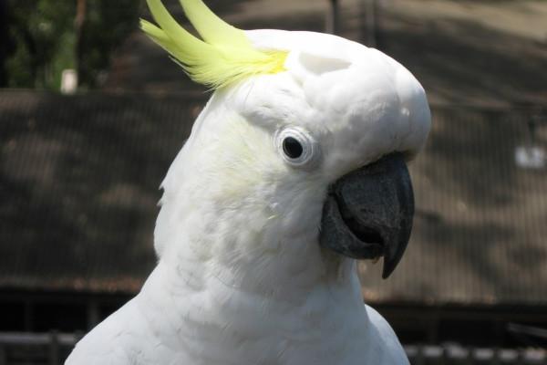 闹闹女巫 2023求职运最好的星座,打工人崛起