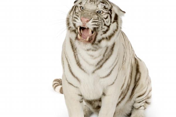 唐绮阳摩羯座2023年3月运势详解