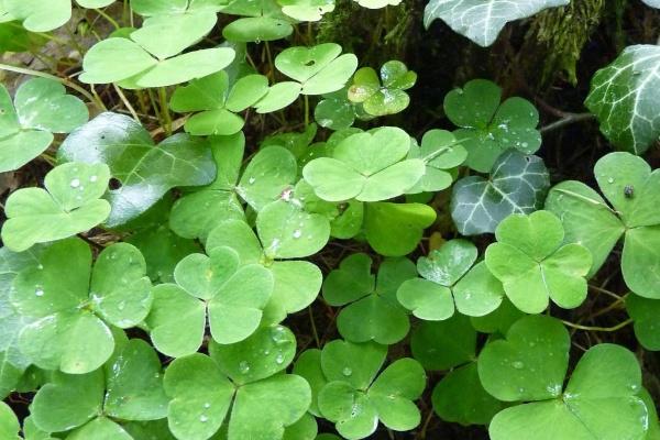 2023年4月23日开业吉不吉利 今日开业则福同时共彩华屋辉生壁