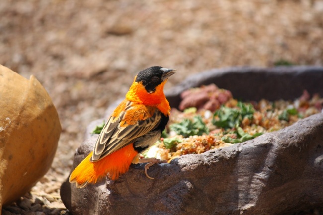 十二星座2023年4月份婚姻运势排行榜 最后一名令人意外