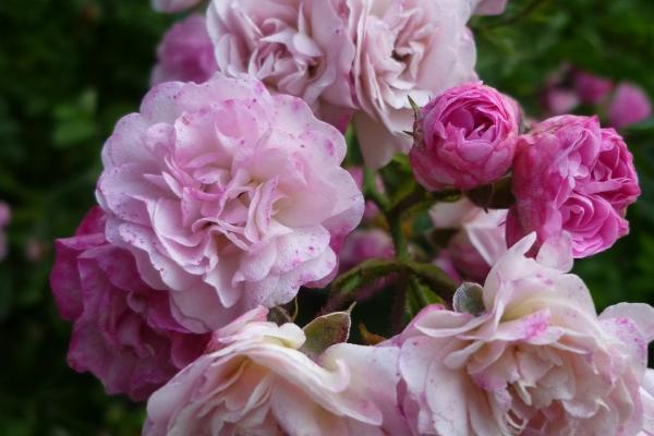 2023年4月25日可不可以开业 今日开业可否仁里得春多五福萃华门