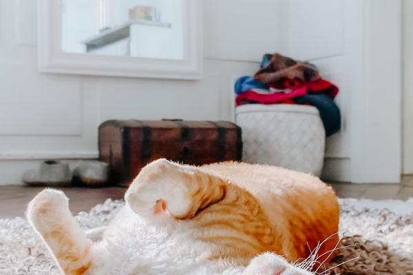 狮子座的四个孽缘星座,狮子座需要远离哪些星座