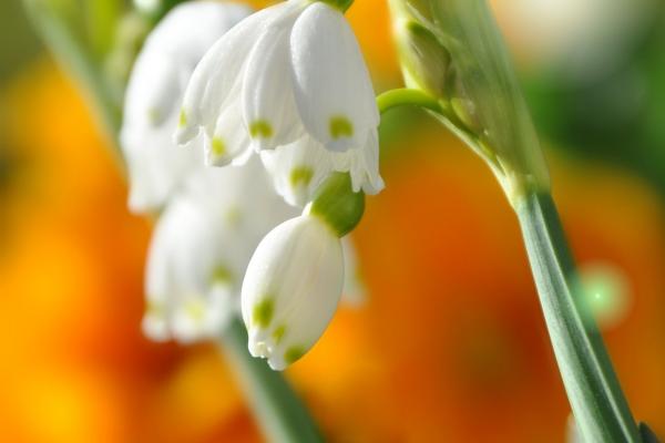 为什么天蝎座总是第一，原因是什么