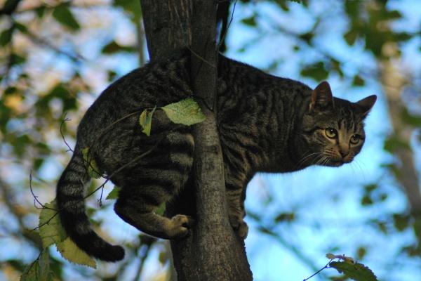 最近白羊座的桃花运有多旺，白羊的婚配星座