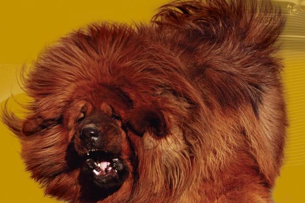 狂月天时 每日星座运势0305