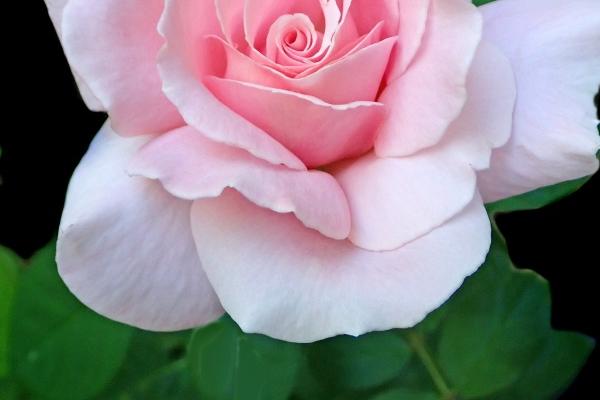 农业科技公司起名大全集 好听大气的农业公司名字