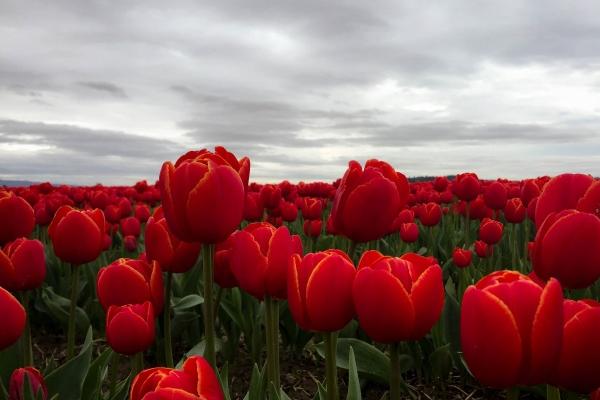 2023年高考有状元运星座，哪些星座能够金榜题名