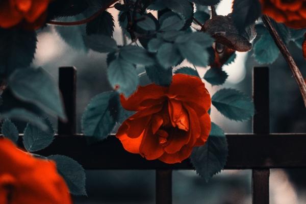 己巳日柱遇癸卯年2023年运势 事业得贵人相助