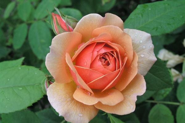 水瓶座最穷的三个属相，什么属相的水瓶座命不好