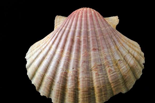 2023年中元节桃花运上涨的星座 遇到真爱机会增加