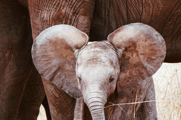 双子座2023年最终感情归宿，双子的最佳配对是谁