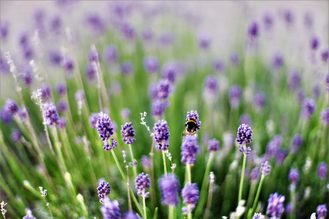 2023年中元节艳遇指数高的星座 有何奇妙境遇