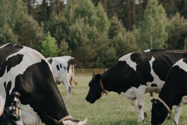 2023年摩羯座感情复合运势，摩羯座今年复合的概率高吗