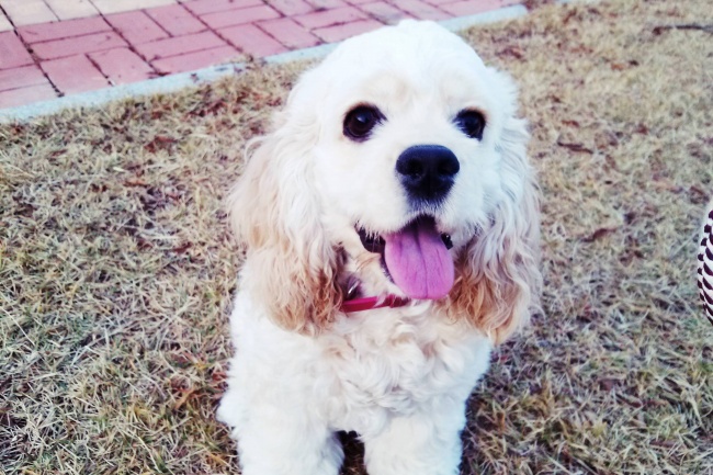 唐立淇 每日星座运势3.7