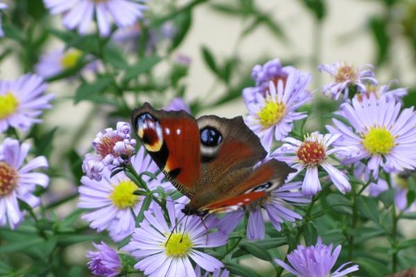 判答  颤巍巍的土星过境，12星座近期大事提前看！