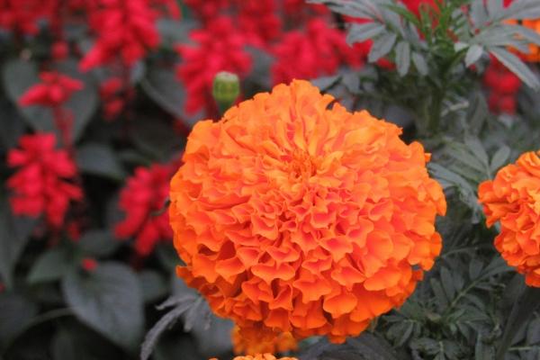 响亮大气的公司名字大全 三字顺口名字公司免费