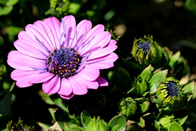水瓶和狮子座合适吗 水瓶男到底多爱狮子女