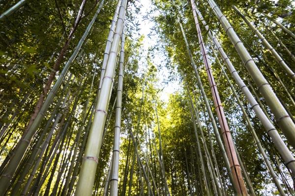 闹闹女巫 爱装纯情的老海王星座男