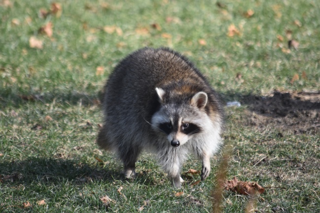 日柱有羊刃女命 日坐羊刃如何化解