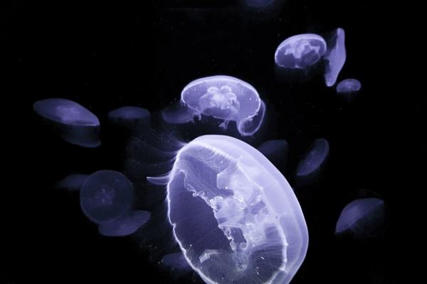 苏珊大妈摩羯座2023年4月运势详解