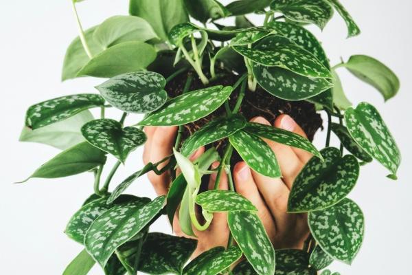 新公司免费起名怎么起 公司起名大全吉祥