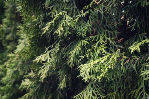 边缘星座天秤天蝎座 行为能力很强