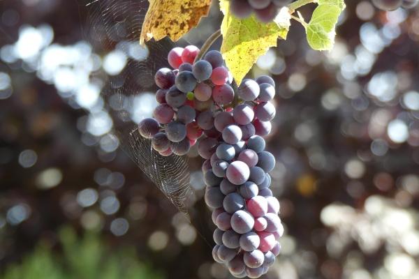 二个字的公司名字参考 兴旺发达的公司名