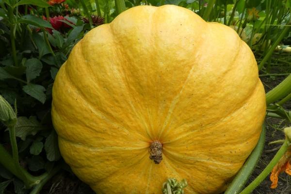 2023年双鱼座冬季爱情运分析 详细了解