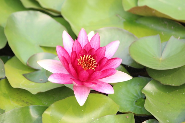 5月开始这3大星座风水轮流转,财运爆棚,不缺财源!