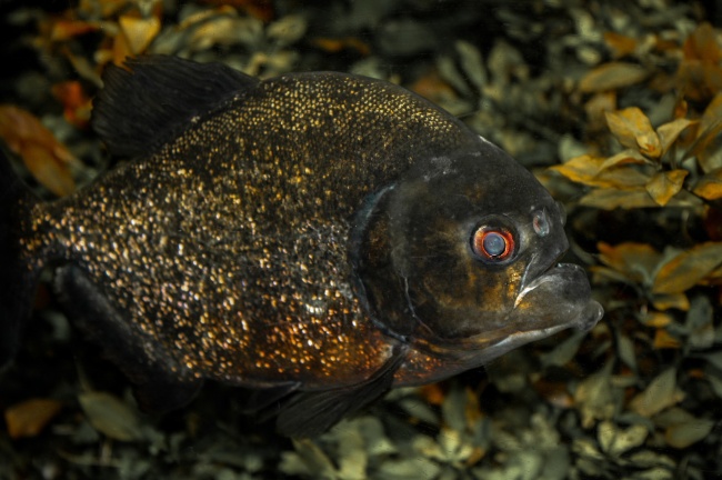 巨蟹男偏爱哪类白羊女 白羊女越来越烦巨蟹男