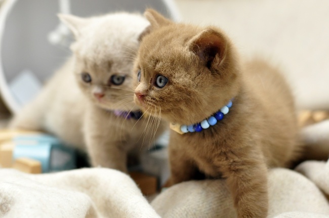 2023年4月23日适合结婚吗 是否适合结婚