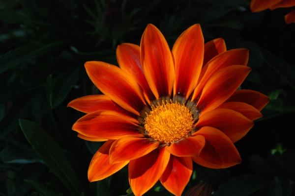 天秤座为什么要小心狮子座 天秤女和狮子男合适吗