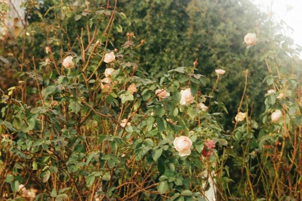 白羊座4月份运势2023年 2023年4月白羊座运势详解