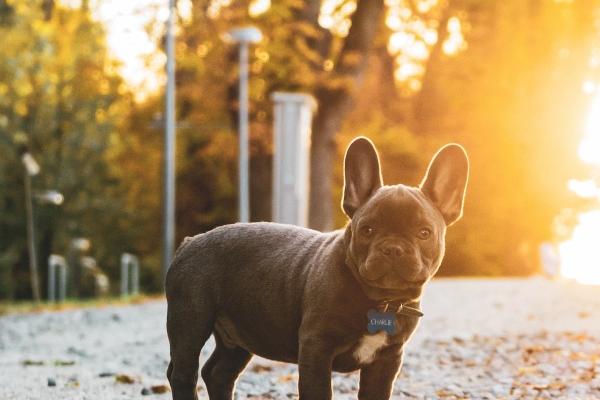适合卧室的風水摆件 刀剑放房间是气运大忌