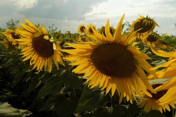 狂月天时 每日星座运势0408