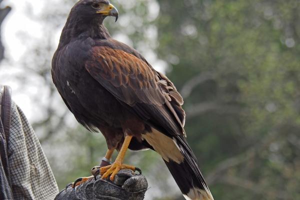 苏珊米勒 4月桃花旺,容易恋爱脱单的星座