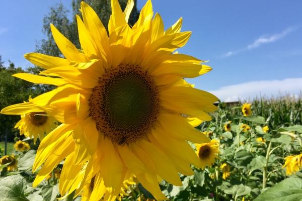 闹闹女巫 12星座今日运势:双鱼防止工作积压 狮子适合查漏补缺