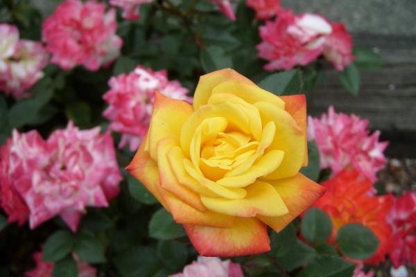 2023年4月27日可以领证吗 领证寓意好不好