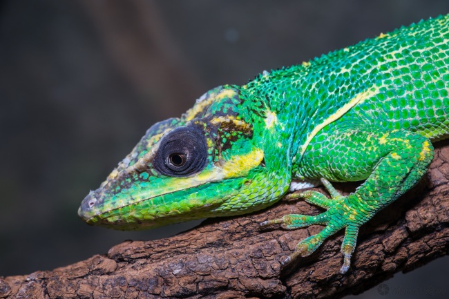 唐立淇 12星座一周运势4.03—4.09