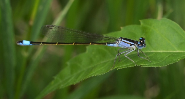 2023年4月17日宜安门吗 宜装大门吗