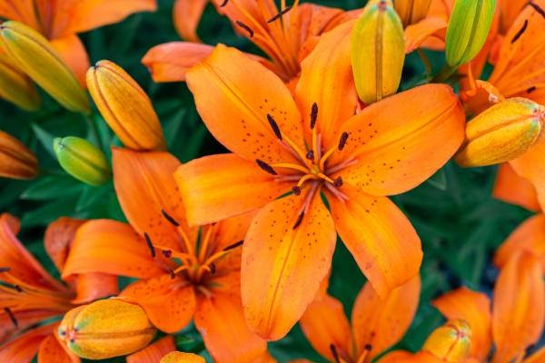 闹闹女巫 天秤座满月 如果你想要做什么决定，那么现在就是最好的时候