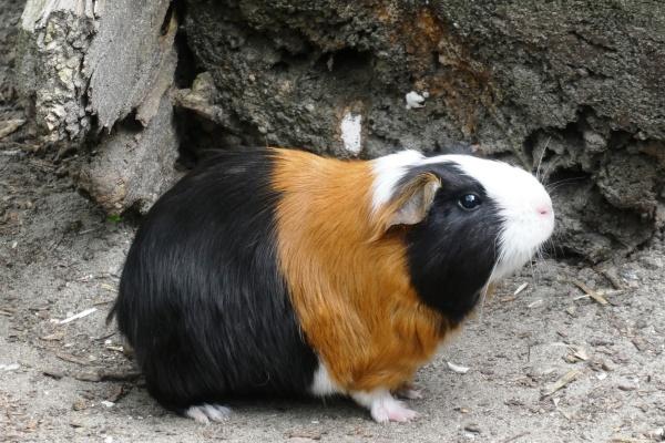 十二星座2023年6月份学业运势排名分析 最后一名请注意  　　