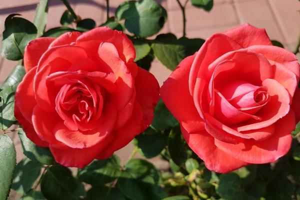 公认最美三大星座女 天生就是美女