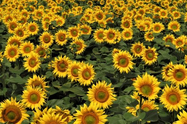 天秤男失去金牛女之后 满脑子都是金牛女的星座男