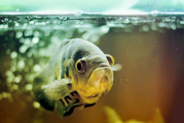 射手女怎样拿捏金牛男 收服金牛男一定记得断联