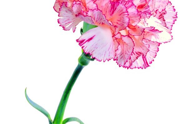 双鱼座高考运势2023 怎么提升考试运势